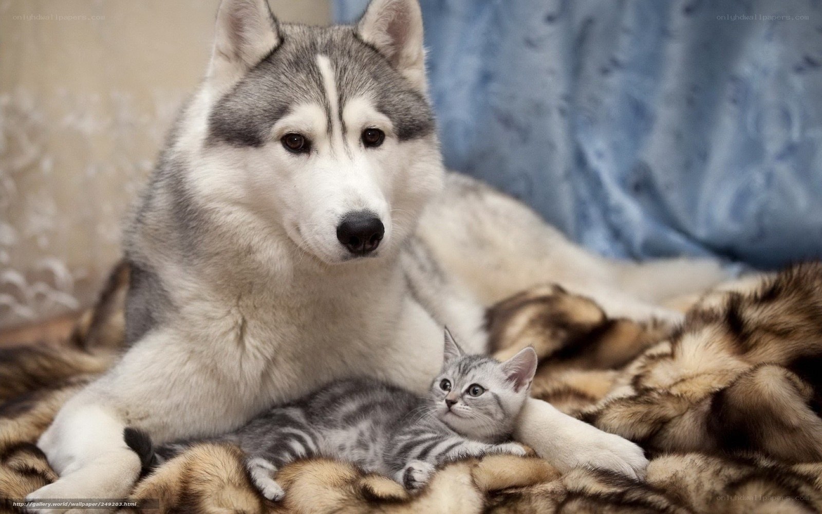 Siberian Husky with kitten