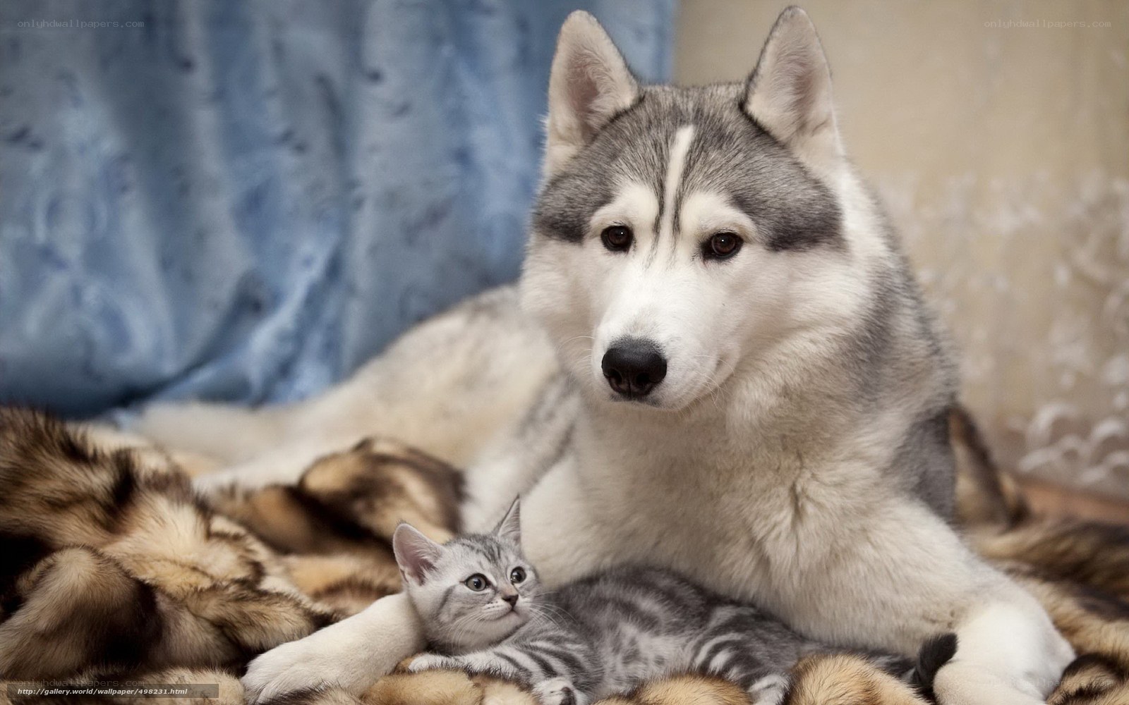 Siberian Husky with kitten