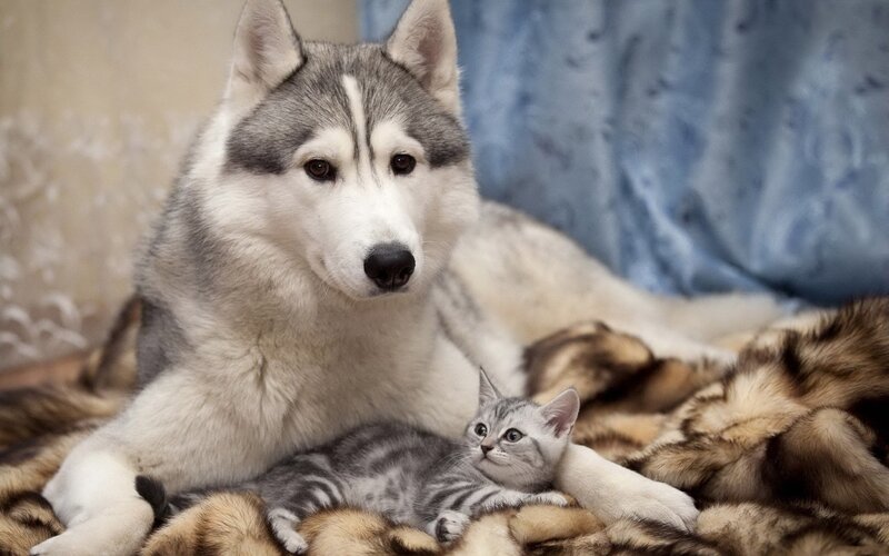 Siberian Husky with kitten