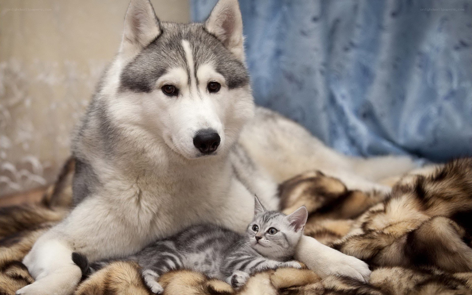 Siberian Husky with kitten