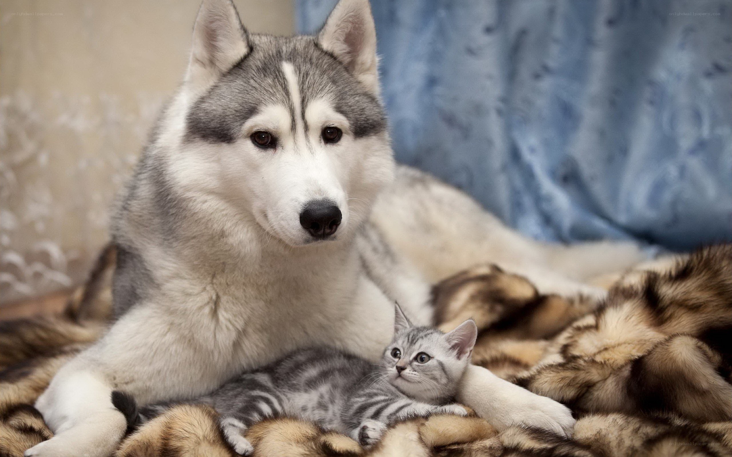 Siberian Husky with kitten