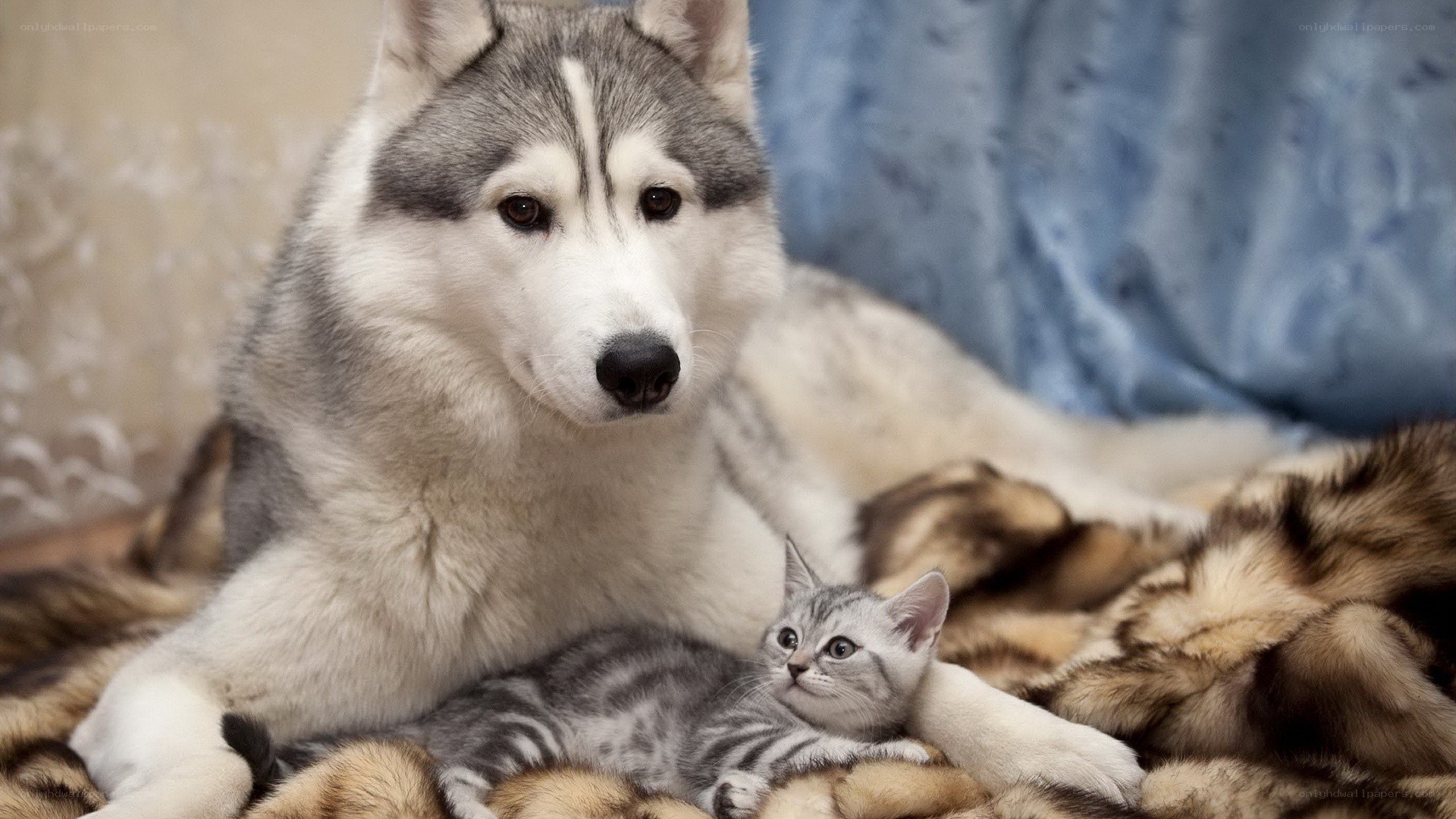 Siberian Husky with kitten