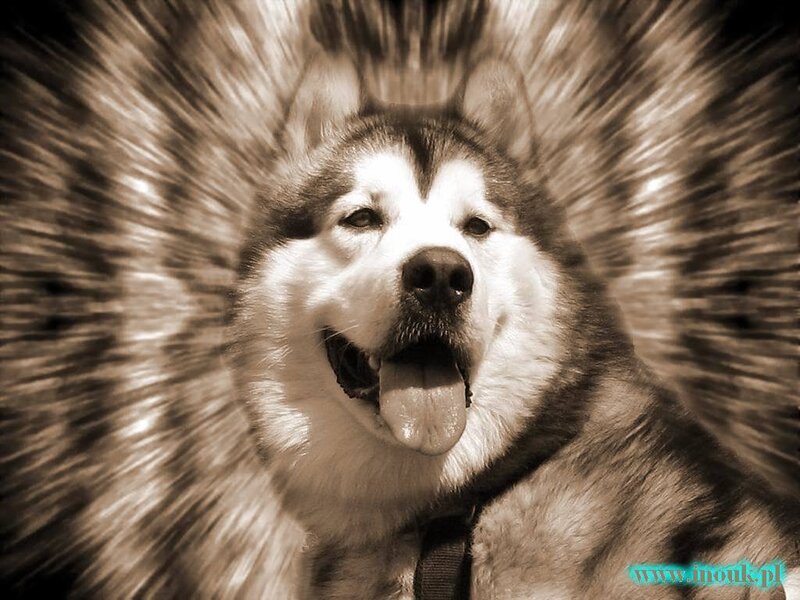 Siberian Husky with motion effect