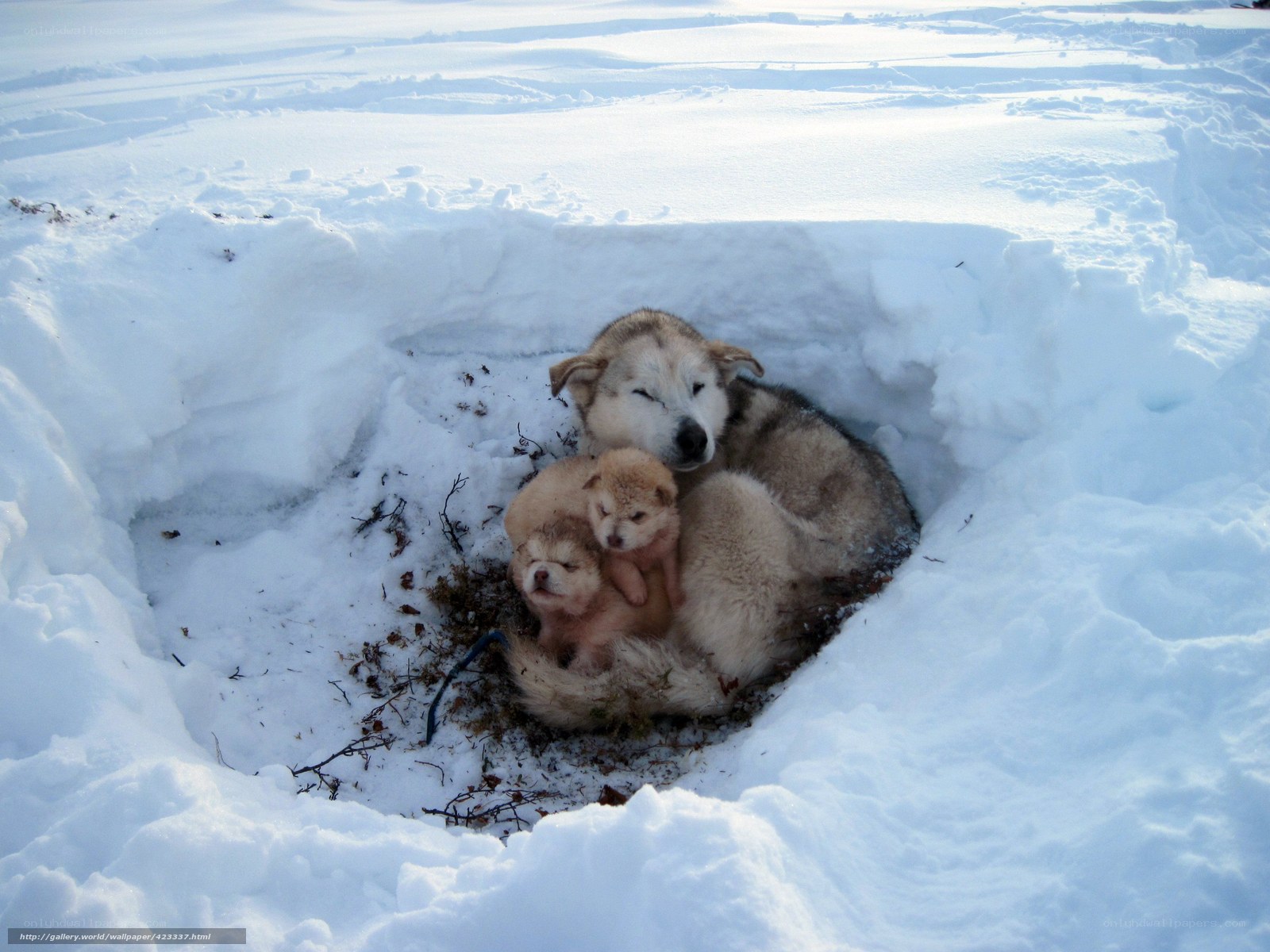 Siberian Husky with puppies in snow