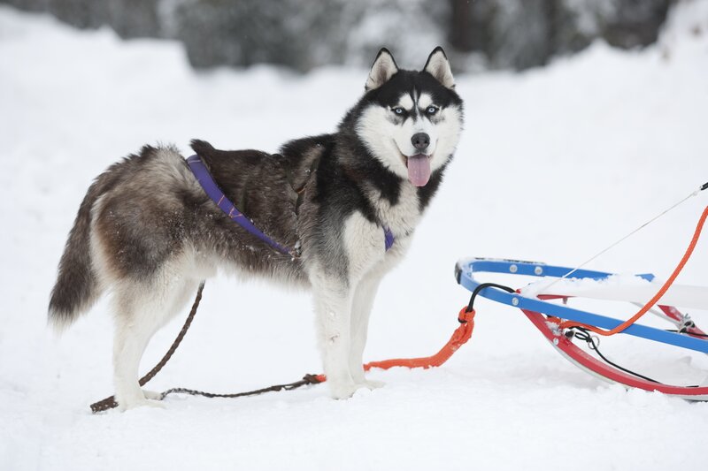 Siberian Husky with sled