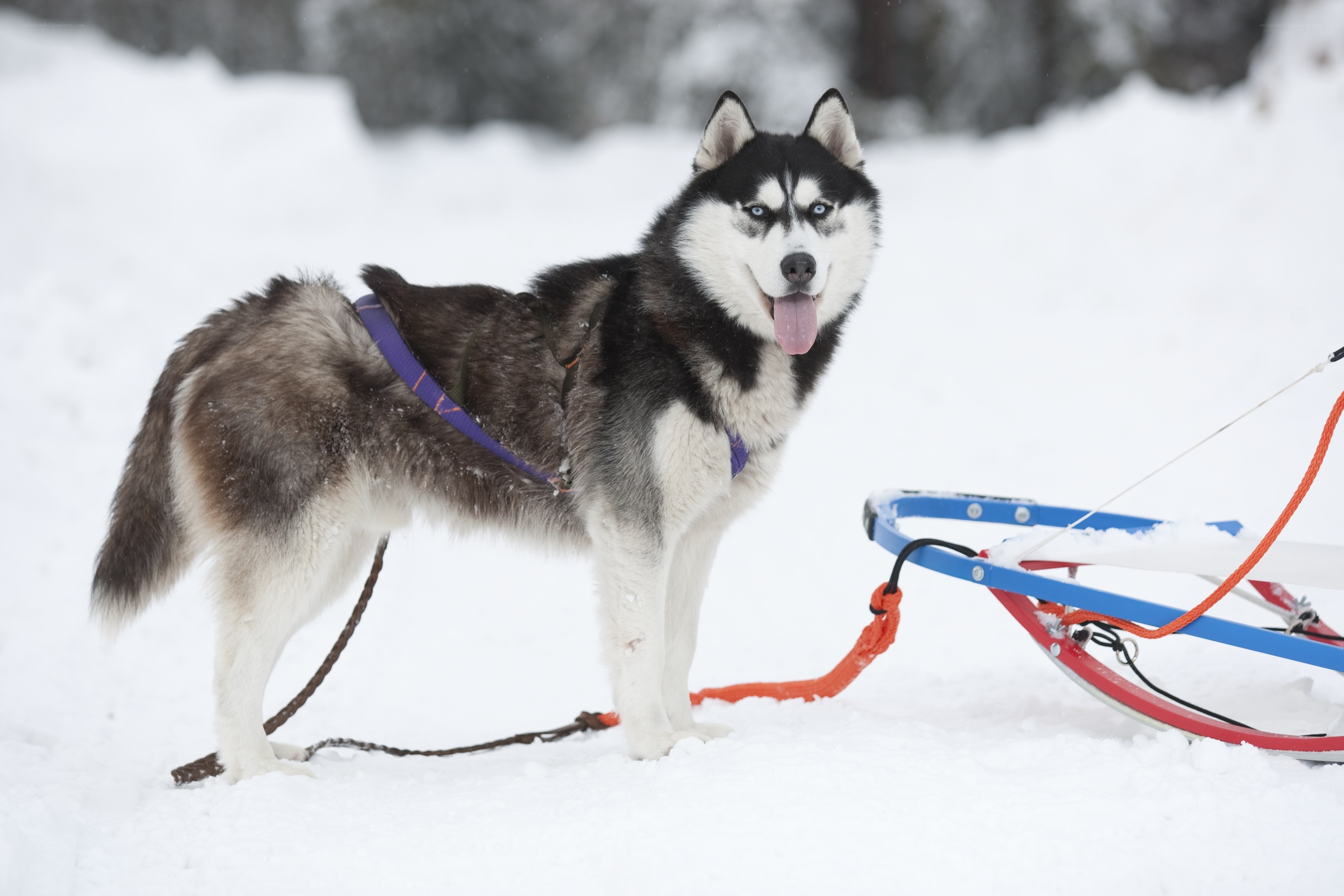 Siberian Husky with sled