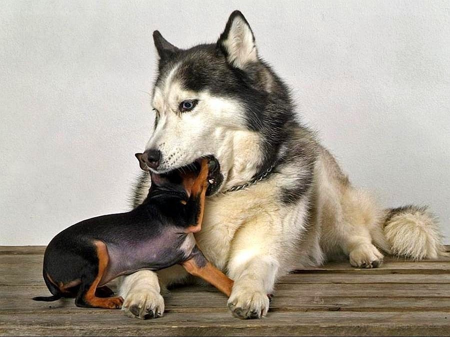 Siberian Husky with small dog