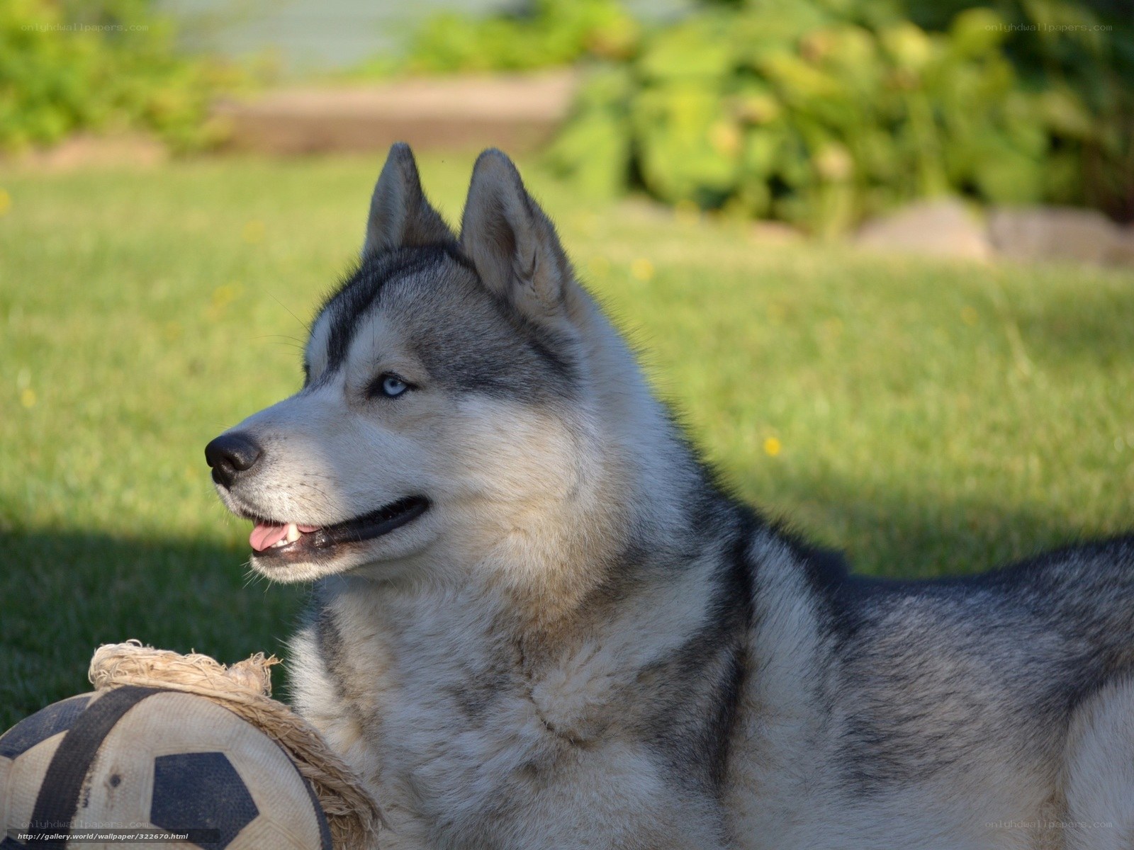 Siberian Husky with soccer ball