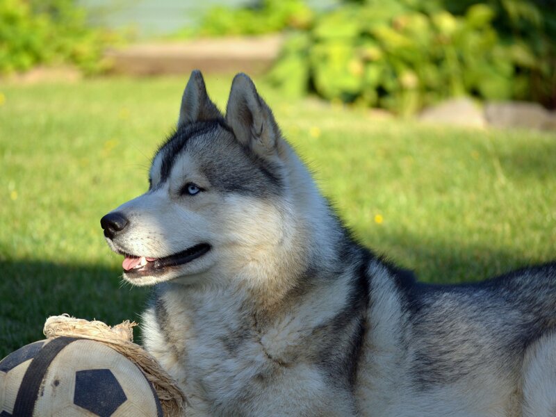 Siberian Husky with soccer ball