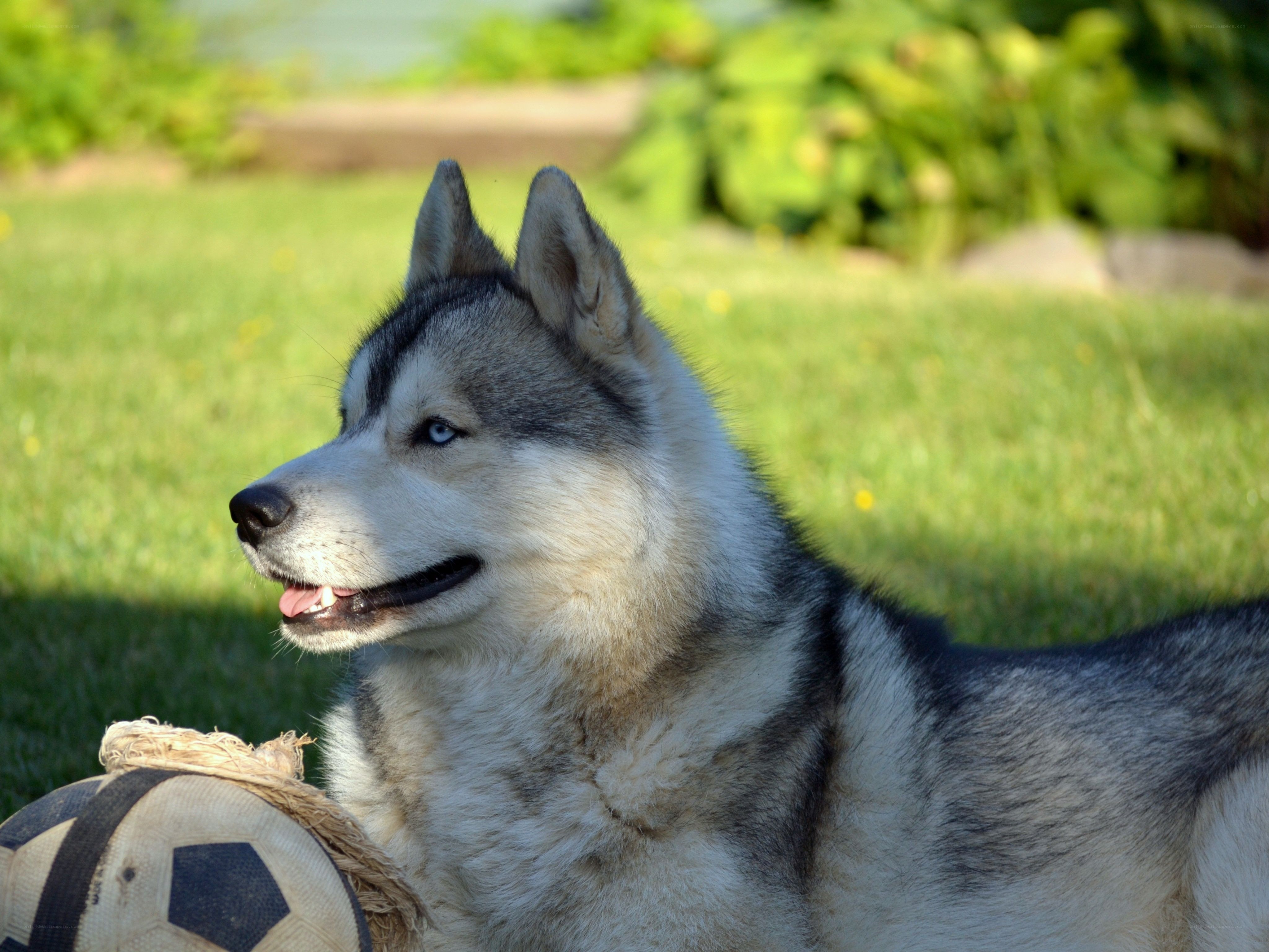 Siberian Husky with soccer ball