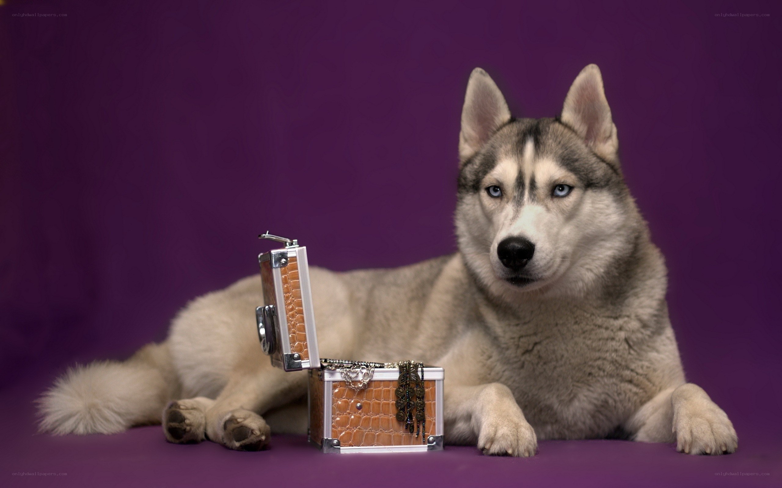 Siberian Husky with treasure chest