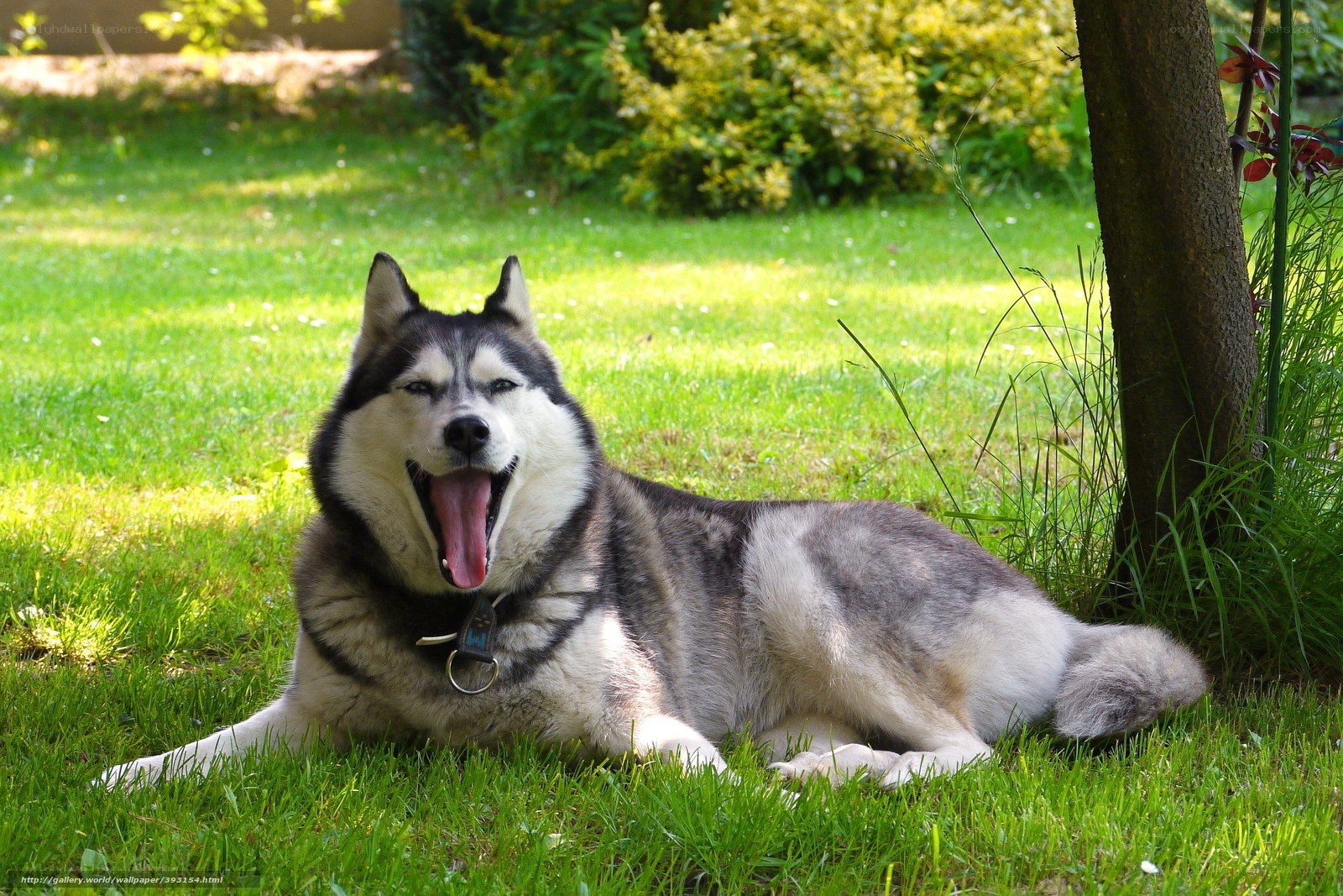 Siberian Husky yawning in garden
