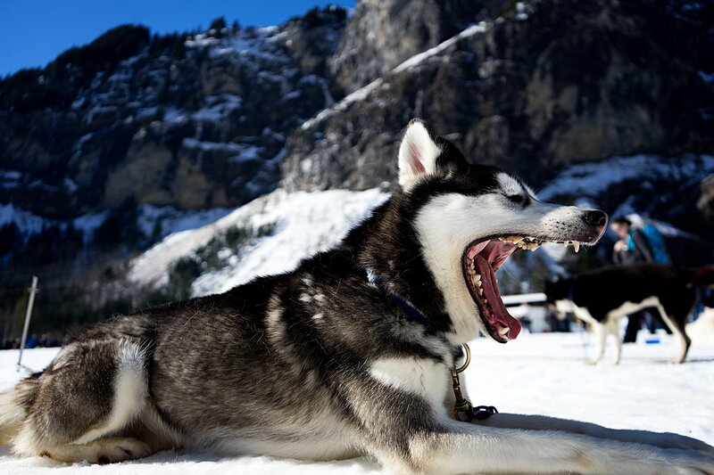 Siberian Husky yawning in snow
