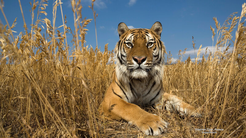 Siberian Tiger in Grass — Brown