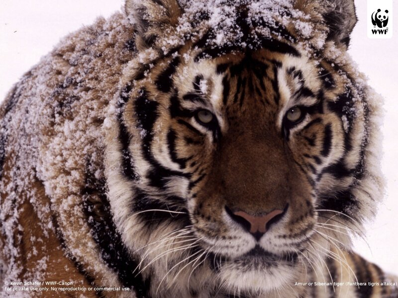 Siberian tiger in snow