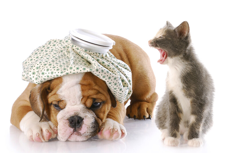 Sick Bulldog Puppy