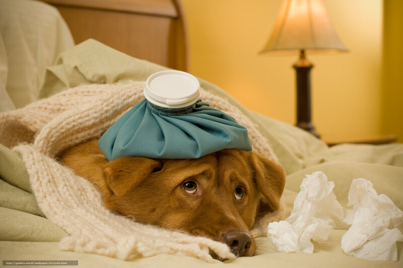 sick dog with ice pack
