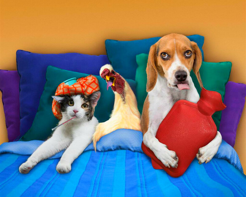 Sick Pets in Bed
