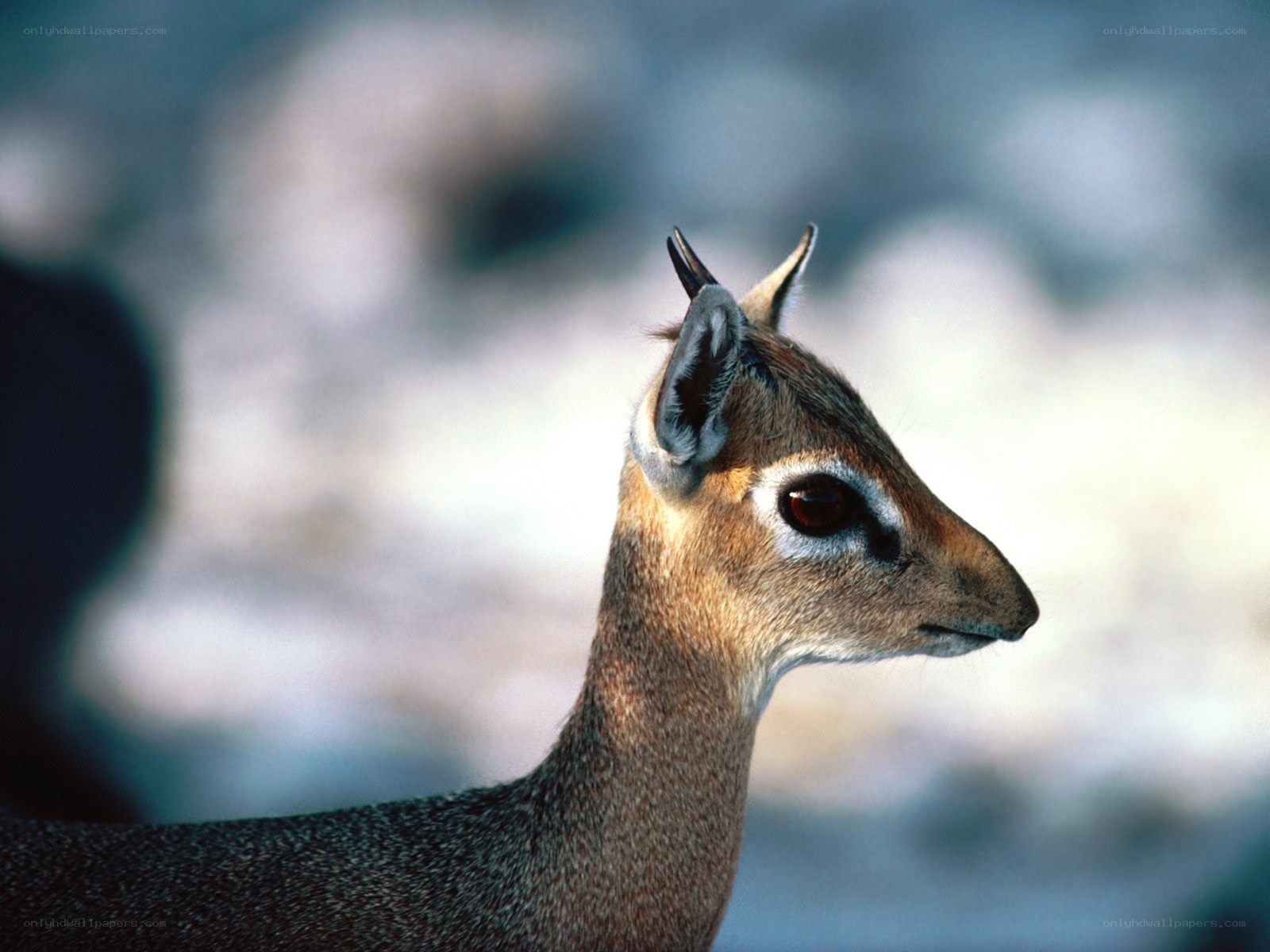 Side profile of a klipspringer