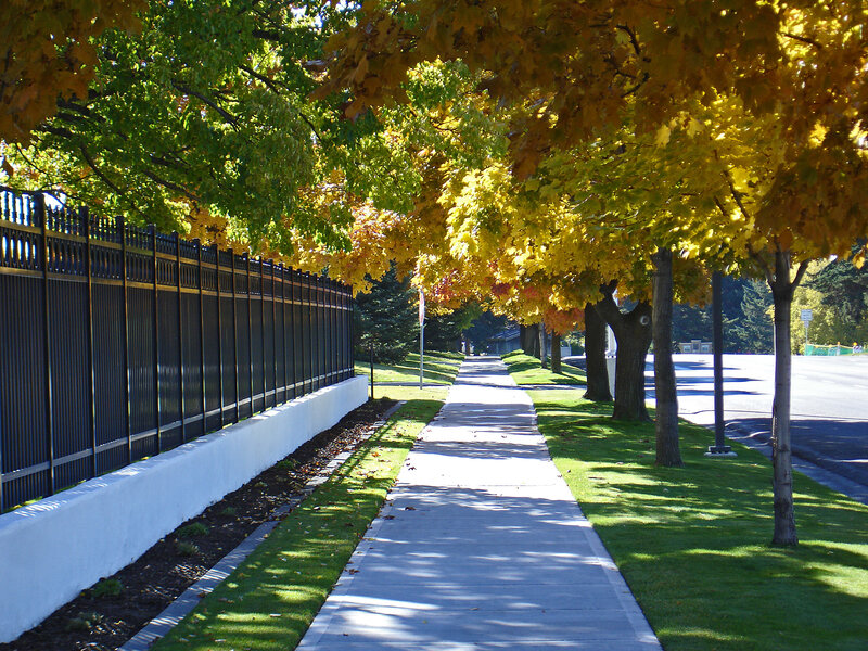 Sidewalk under Autumn Trees