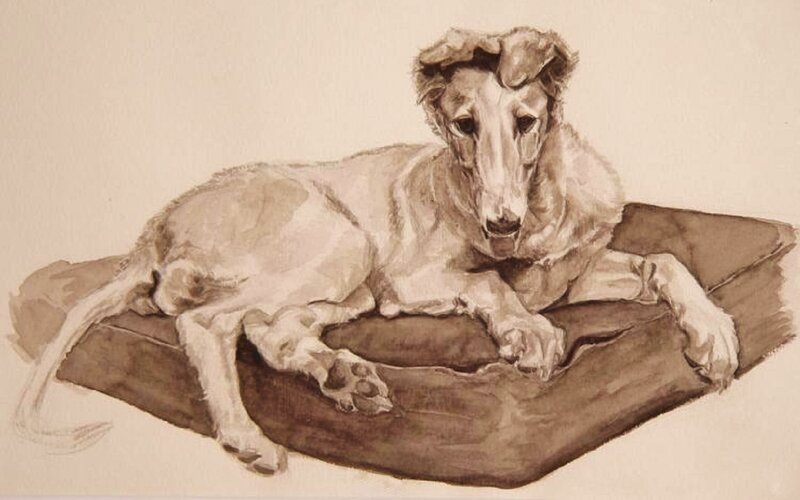 Sighthound on Cushion