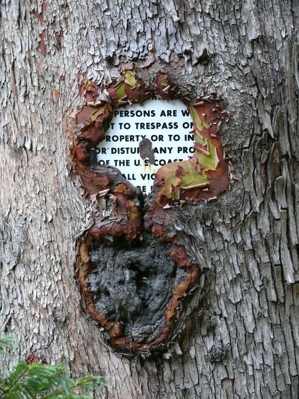 Sign hidden in tree trunk
