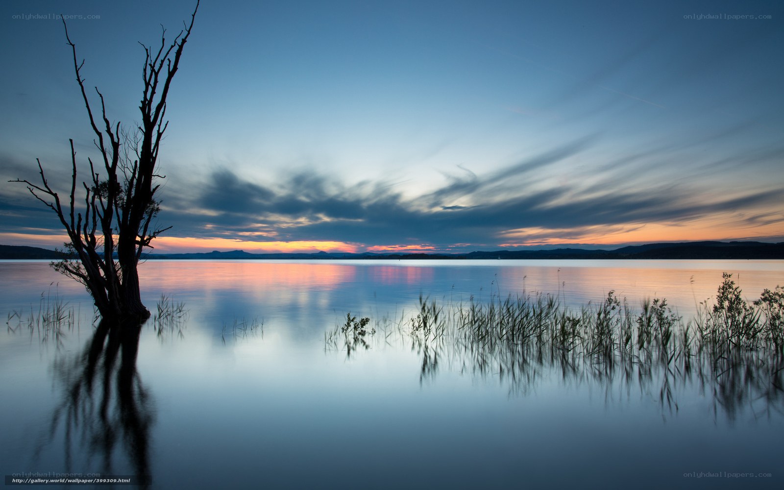 Silent tree at sunset