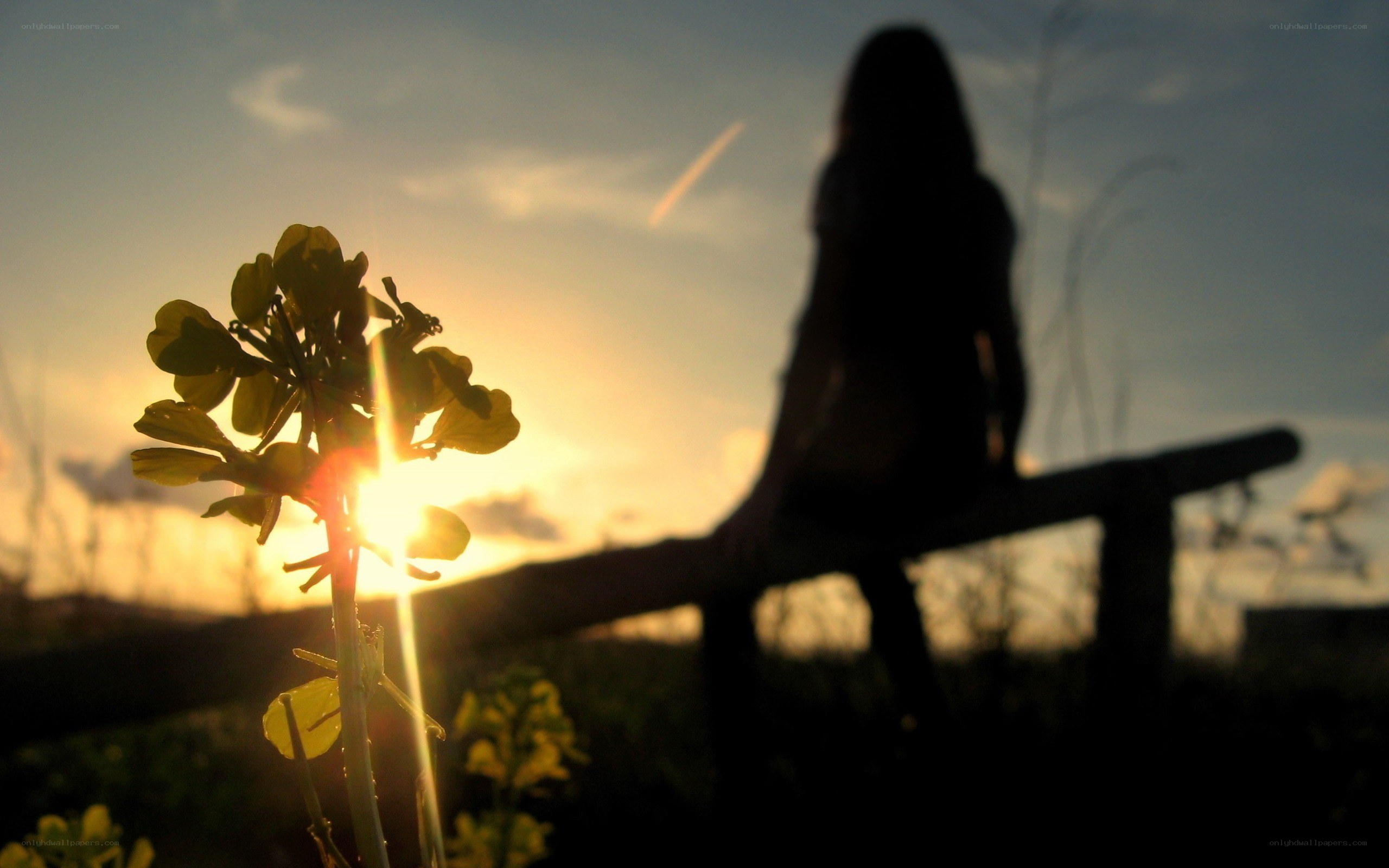 silhouette at sunset with flower
