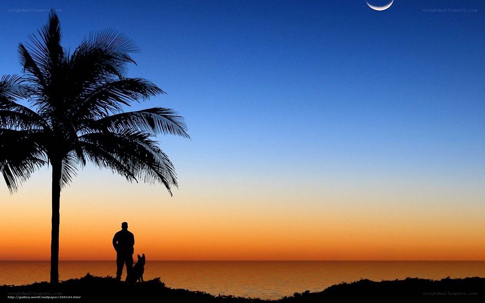 Silhouette at sunset with palm tree