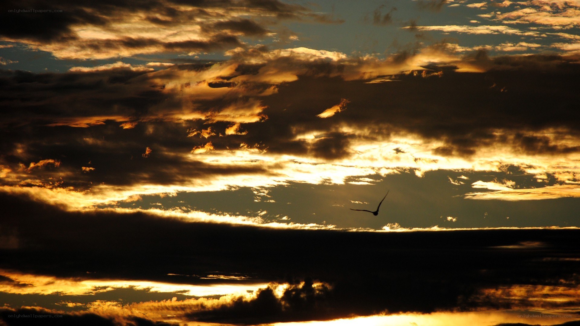 silhouette bird flying at sunset
