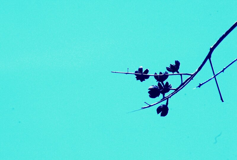 silhouette branch against blue sky