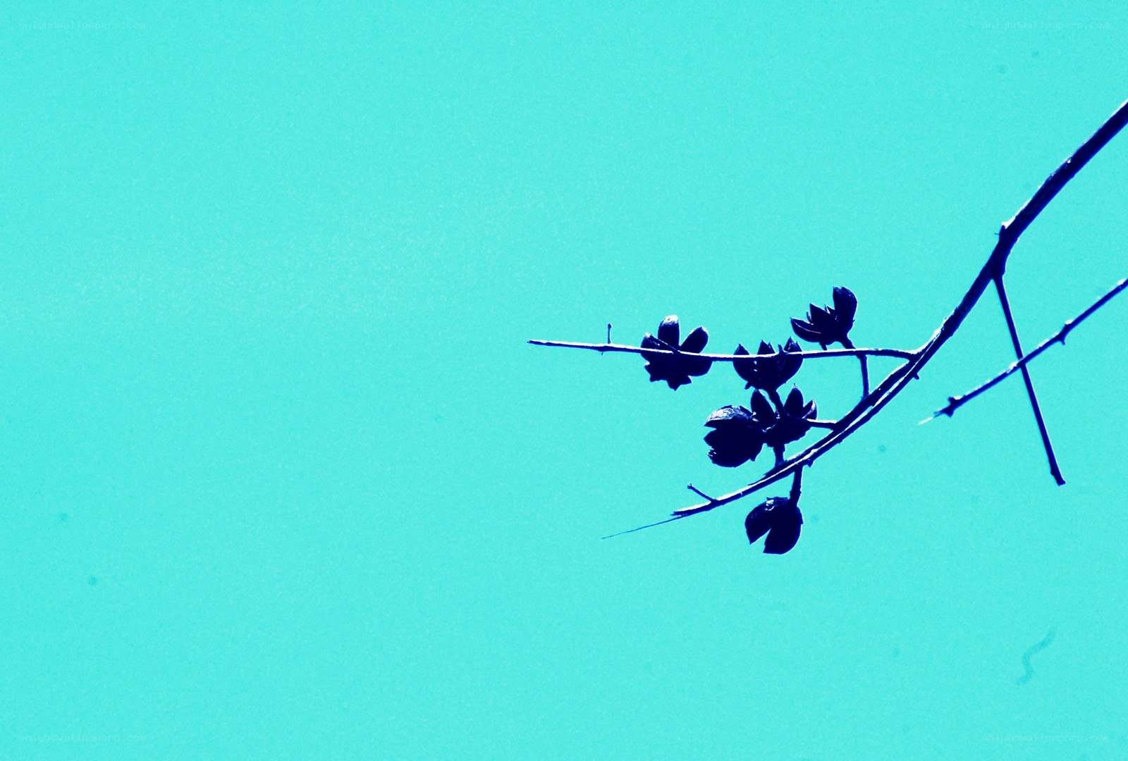 silhouette branch against blue sky
