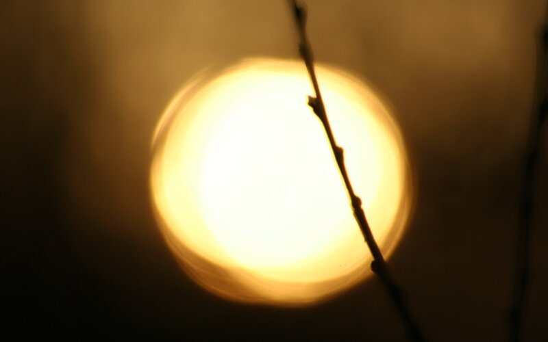 Silhouette Branch in Front of Sun