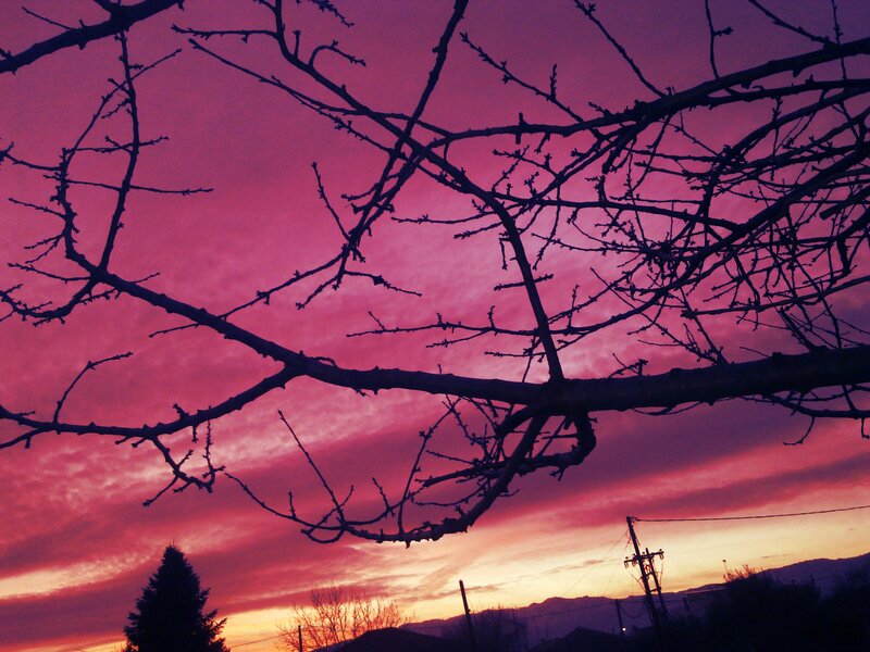 silhouette branches at sunset