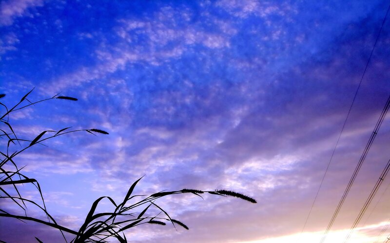 silhouette grass at sunset
