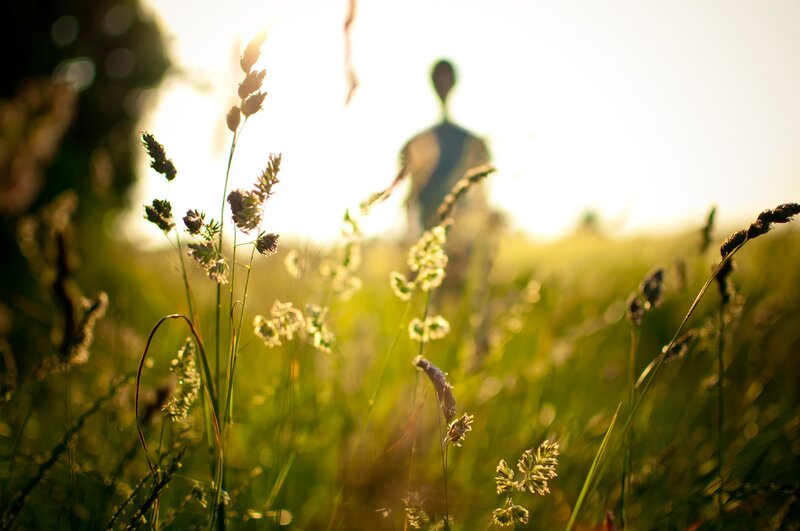 Silhouette in a sunlit field