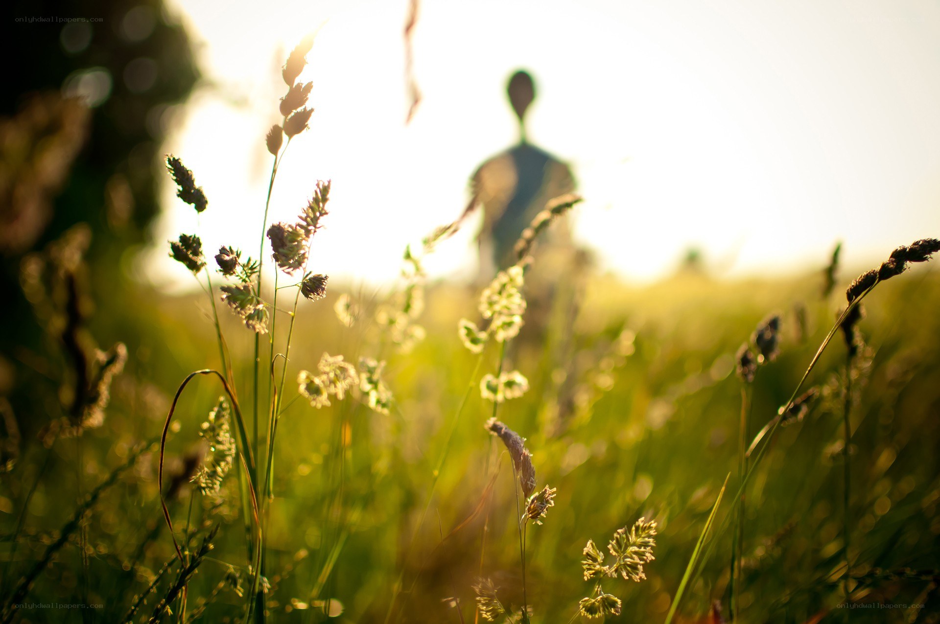 Silhouette in a sunlit field