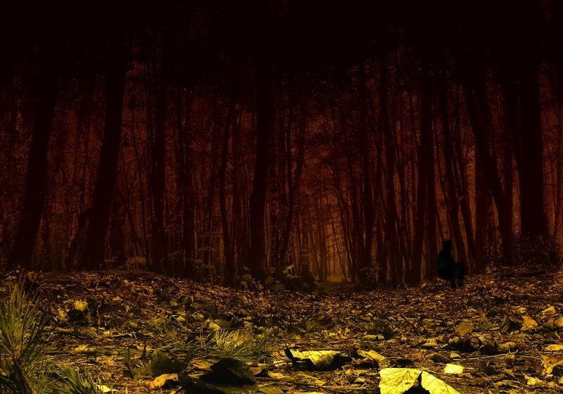 Silhouette in Forest — Brown