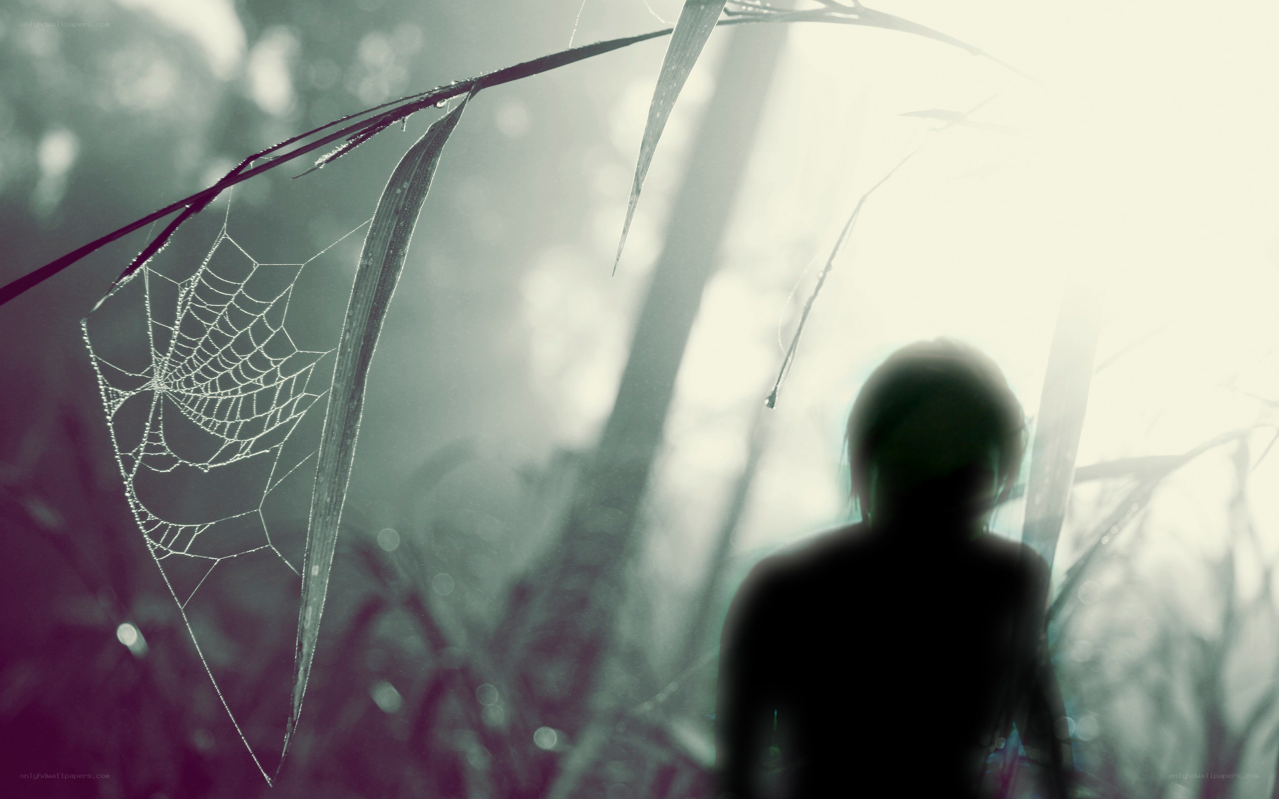 Silhouette in misty forest
