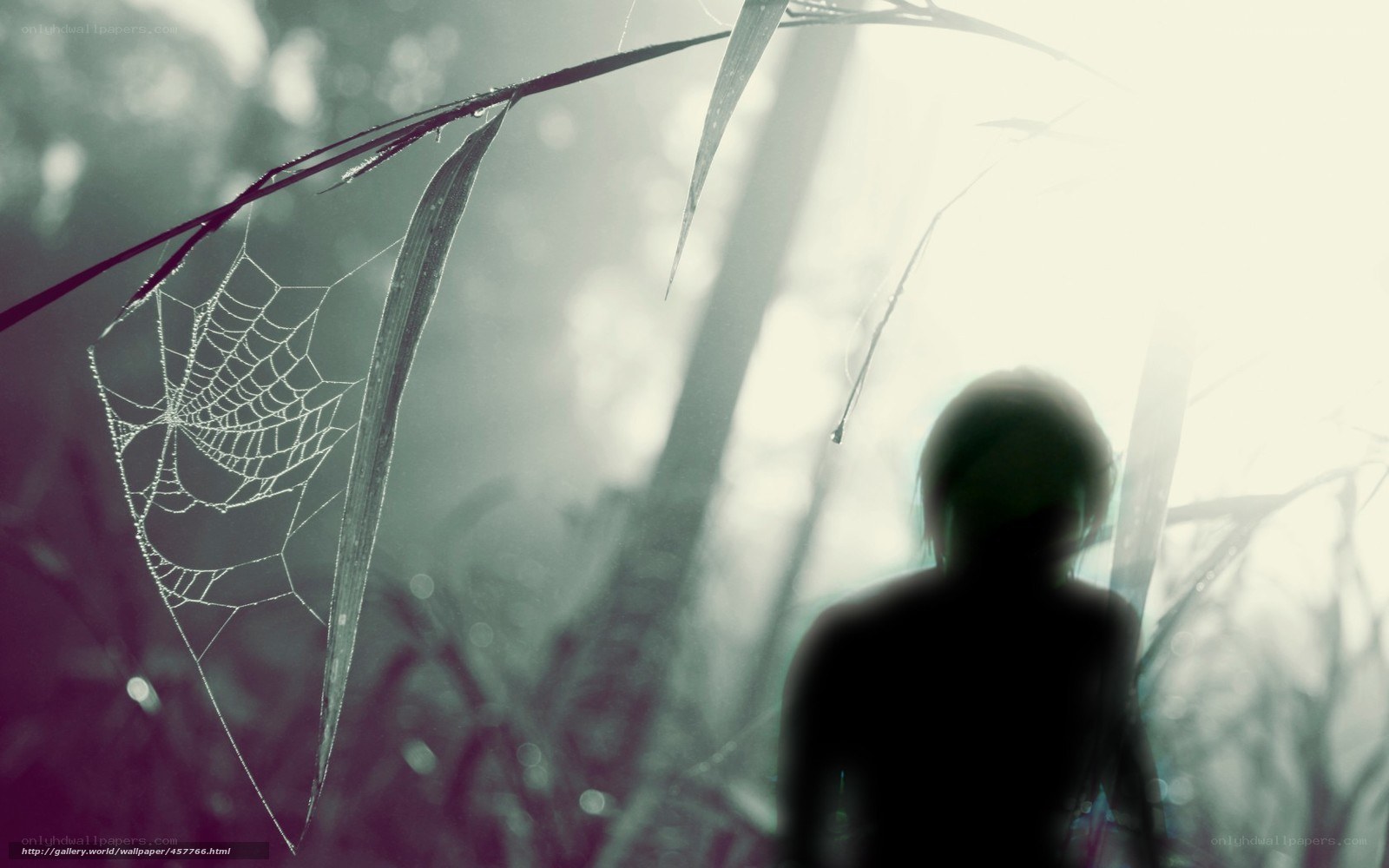 Silhouette in misty forest