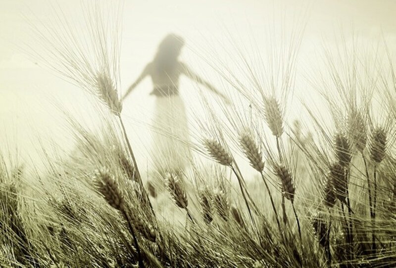 Silhouette in Wheat Field