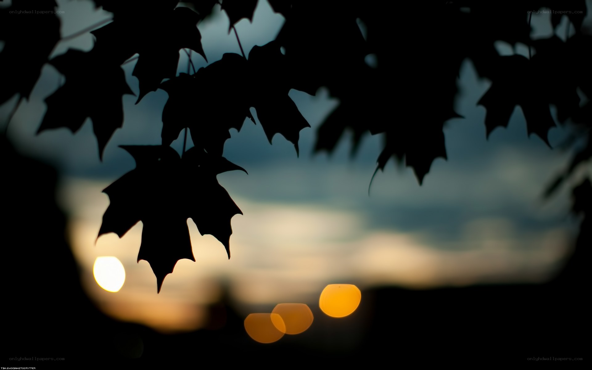 silhouette leaves at sunset