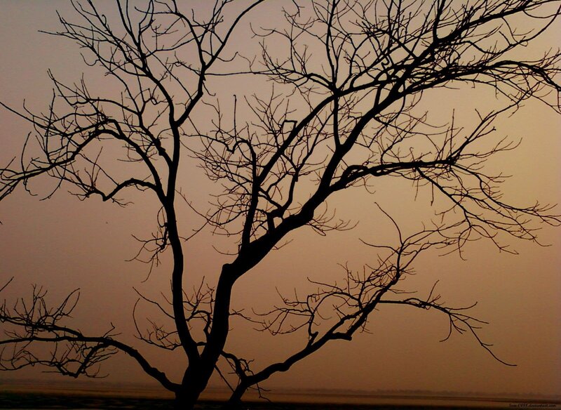 Silhouette of a bare tree