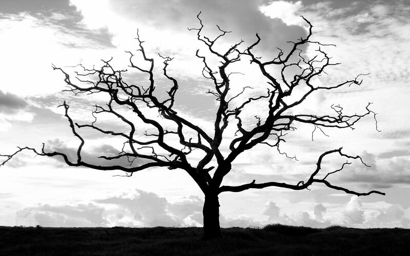 Silhouette of a bare tree