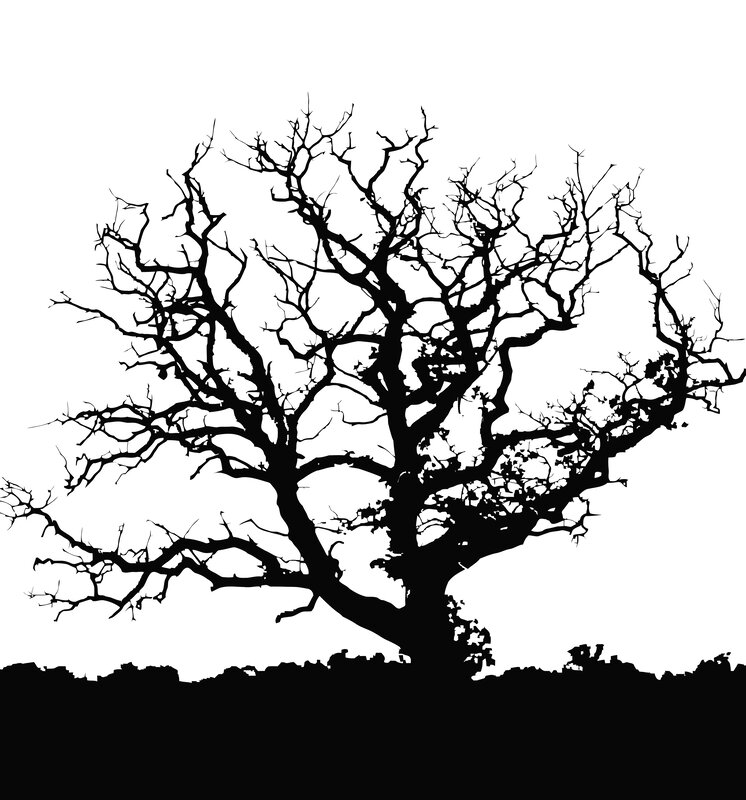 silhouette of a bare tree