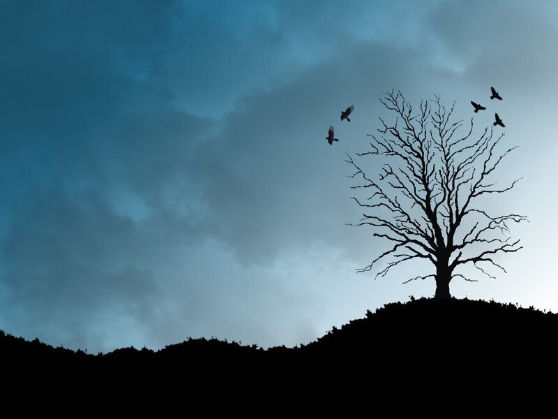 Silhouette of a bare tree