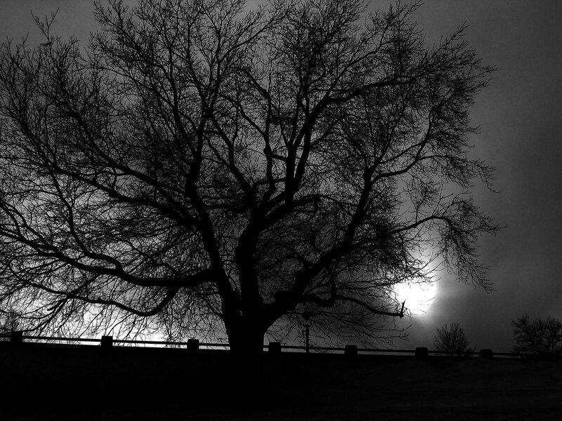 Silhouette of a bare tree