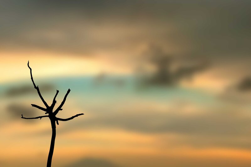 Silhouette of a bare tree