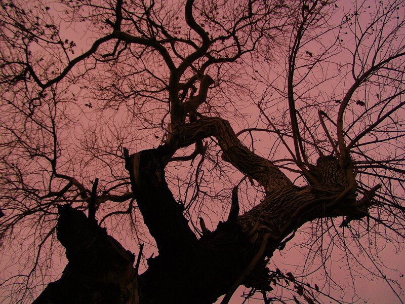 silhouette of a bare tree