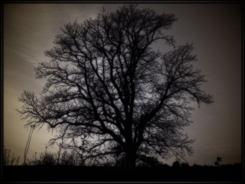Silhouette of a bare tree